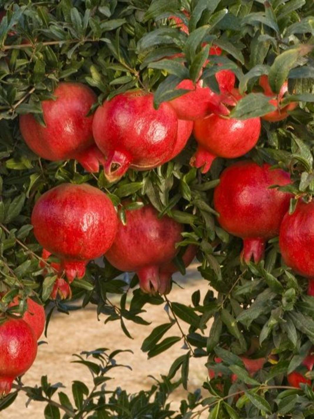 İstanbul'a kasa kasa gidiyor! Bir ısırığı bağışıklığı tavana yükseltiyor: Kırmızı altında hasat başladı 1